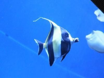 水族館都有哪些魚（水族館中常見的魚類）