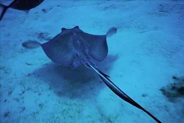 魟魚怎么分好壞：魟魚怎么挑選