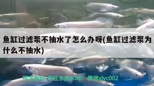 魚(yú)缸過(guò)濾泵不抽水了怎么辦呀(魚(yú)缸過(guò)濾泵為什么不抽水)