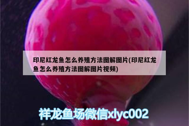 印尼紅龍魚怎么養殖方法圖解圖片(印尼紅龍魚怎么養殖方法圖解圖片視頻)