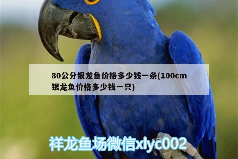 80公分銀龍魚價格多少錢一條(100cm銀龍魚價格多少錢一只) 80公分銀龍魚價格多少錢一條(100cm銀龍魚價格多少錢一只) 銀龍魚百科 第3張