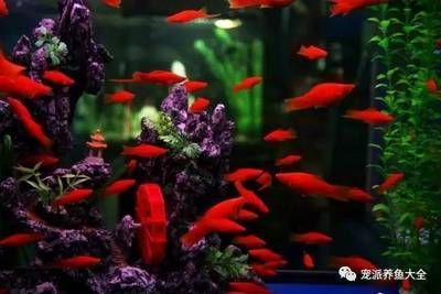 觀賞魚掙錢嗎現(xiàn)在怎么樣（2022年中國寵物經(jīng)濟產(chǎn)業(yè)規(guī)模達4936億元觀賞魚市場）