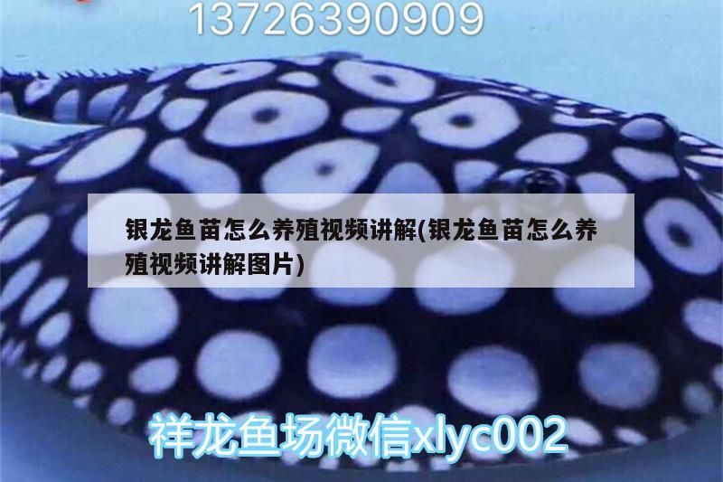 銀龍魚苗怎么養殖視頻講解(銀龍魚苗怎么養殖視頻講解圖片)