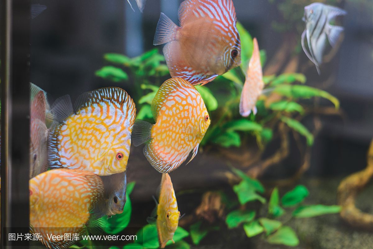 水族館埃及魚飼養技巧（埃及神仙魚的飼養技巧） 水族館埃及魚飼養技巧（埃及神仙魚的飼養技巧） 水族館百科（水族館加盟） 第2張