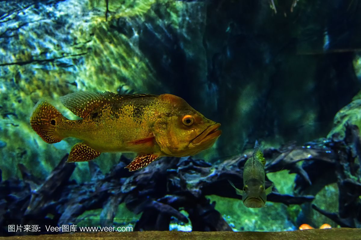 水族館埃及魚飼養技巧（埃及神仙魚的飼養技巧） 水族館埃及魚飼養技巧（埃及神仙魚的飼養技巧） 水族館百科（水族館加盟） 第3張