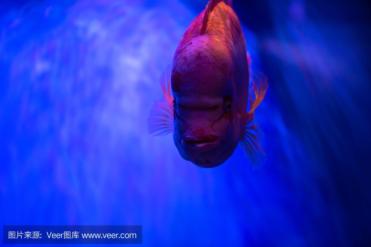 水族館埃及魚飼養技巧（埃及神仙魚的飼養技巧） 水族館埃及魚飼養技巧（埃及神仙魚的飼養技巧） 水族館百科（水族館加盟） 第4張