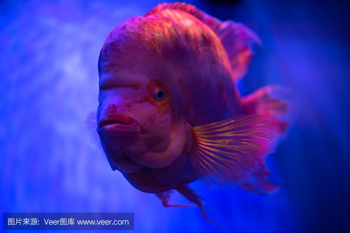 水族館埃及魚飼養技巧（埃及神仙魚的飼養技巧） 水族館埃及魚飼養技巧（埃及神仙魚的飼養技巧） 水族館百科（水族館加盟） 第5張