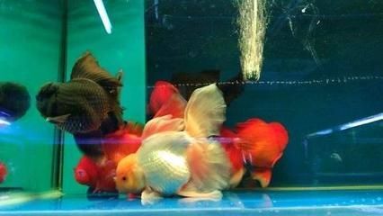 觀賞魚突然就死了（養魚水質管理全攻略）