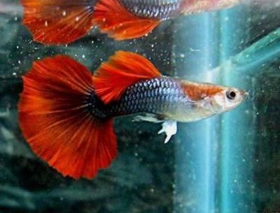 觀賞魚突然就死了（養魚水質管理全攻略）