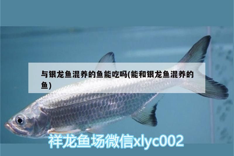 與銀龍魚混養的魚能吃嗎(能和銀龍魚混養的魚)