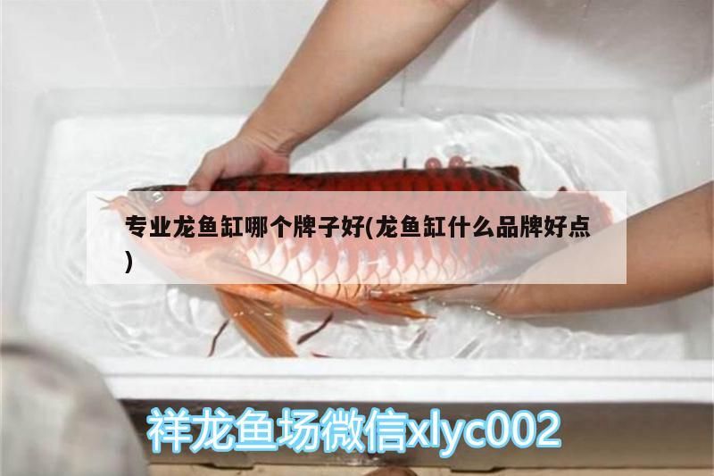專業龍魚缸哪個牌子好(龍魚缸什么品牌好點)