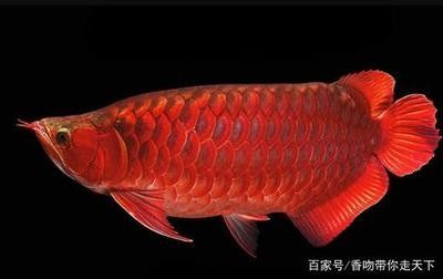 龍魚的主食是什么食物做的