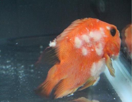 黔西南布依族苗族自治州水族館身材勻稱的大湖紅龍