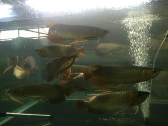 魟魚和七彩神仙混養(yǎng)能繁殖嗎：魟魚和七彩神仙混養(yǎng)能繁殖嗎[需手動填充]魚和七彩神仙混養(yǎng)能繁殖嗎 魟魚和七彩神仙混養(yǎng)能繁殖嗎：魟魚和七彩神仙混養(yǎng)能繁殖嗎[需手動填充]魚和七彩神仙混養(yǎng)能繁殖嗎 魟魚百科 第4張