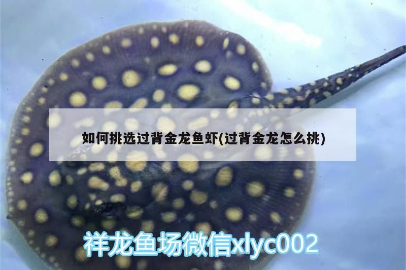 如何挑選過背金龍魚蝦(過背金龍怎么挑)
