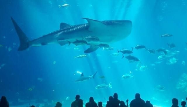 水族館有些什么動物（水族館中可能見到的一些動物）