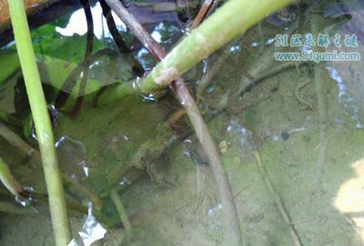 魟魚被咬了多久能長出來啊：魟魚尾巴被咬了多久能長出來