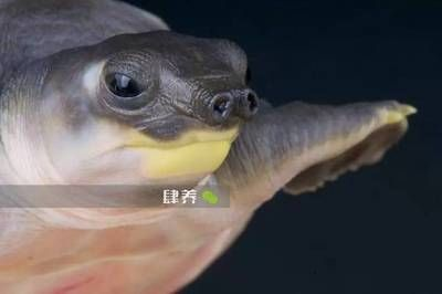 豬鼻龜壽命一般有多少年呢：豬鼻龜一般能活多少年