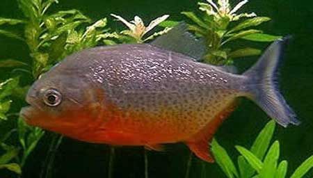 赤焰中國虎魚養殖技術要點，赤焰中國虎魚養殖技術要點包括環境控制、飼料選擇、疾病預防和日常管理 赤焰中國虎魚養殖技術要點，赤焰中國虎魚養殖技術要點包括環境控制、飼料選擇、疾病預防和日常管理 虎魚百科 第6張