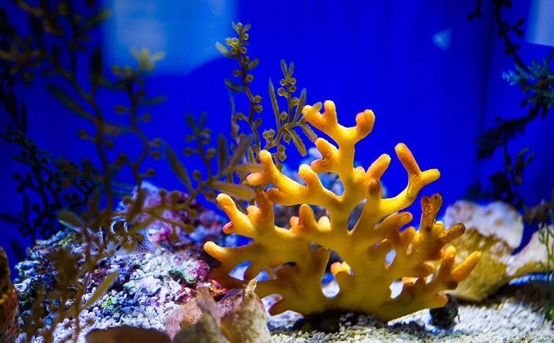 水族館的門票（上海海洋水族館會員福利介紹）