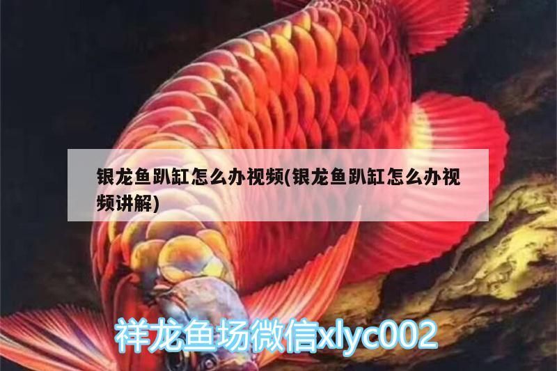 銀龍魚趴缸怎么辦視頻(銀龍魚趴缸怎么辦視頻講解)