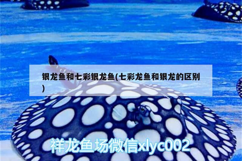 銀龍魚和七彩銀龍魚(七彩龍魚和銀龍的區別)