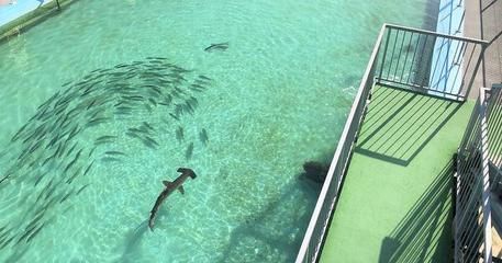 水族館掙錢嗎（水族館教育、娛樂和教育、娛樂和教育、娛樂和教育公眾的挑戰）