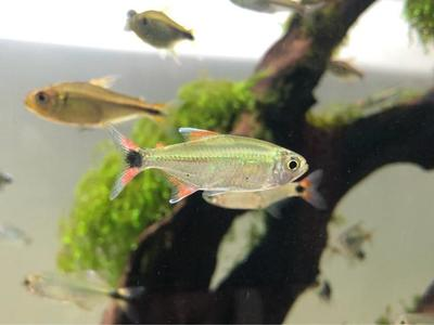 魚缸加熱冬天水蒸氣(魚缸冬天水蒸發)