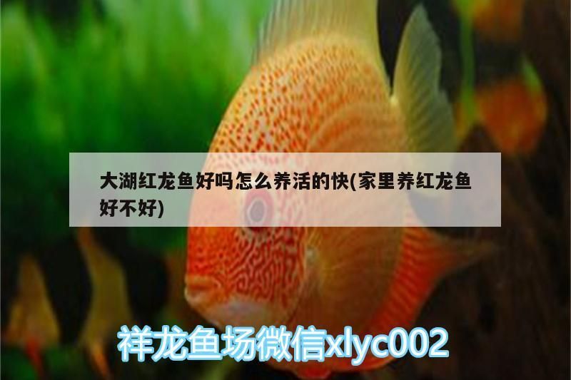 大湖紅龍魚(yú)好嗎怎么養(yǎng)活的快(家里養(yǎng)紅龍魚(yú)好不好)