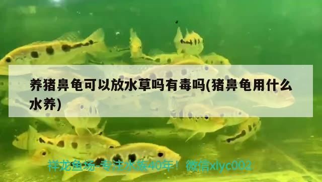 豬鼻龜可以養嗎有毒嗎：家養豬鼻龜能繁殖嗎有毒嗎