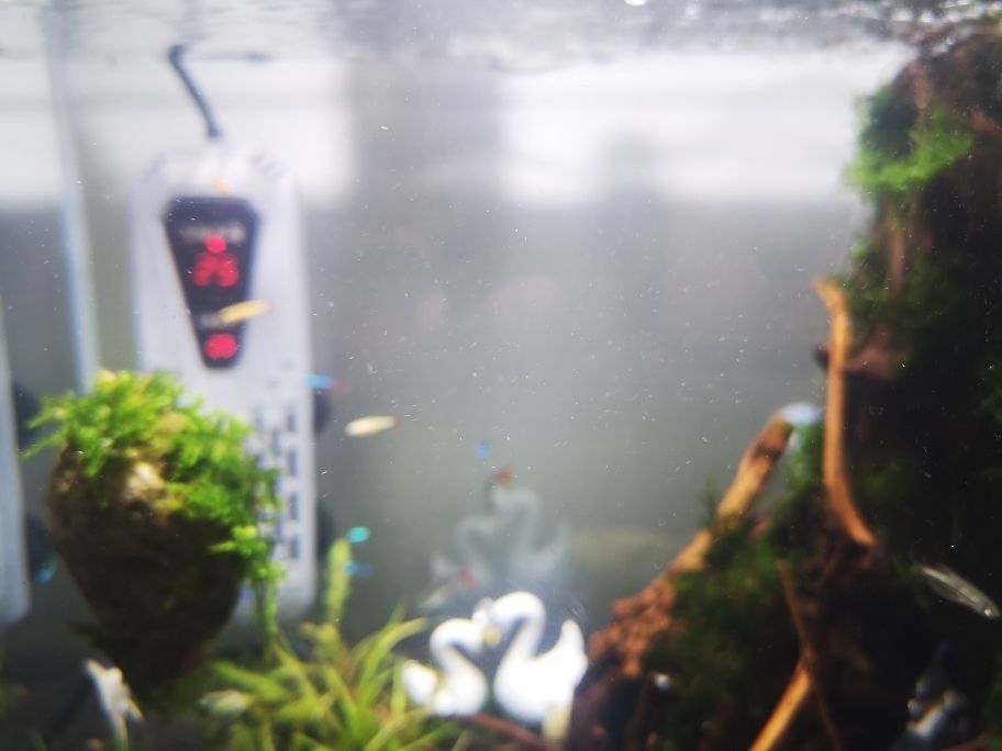 哈爾濱最大的觀賞魚批發(fā)市場在哪兒啊 哈爾濱最大的觀賞魚批發(fā)市場在哪兒啊多少錢 哈爾濱最大的觀賞魚批發(fā)市場在哪兒啊 哈爾濱最大的觀賞魚批發(fā)市場在哪兒啊多少錢 豬鼻龜百科 第2張