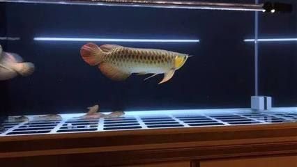 過背金龍魚幾年過背一次：過背金龍魚的“過背”過程