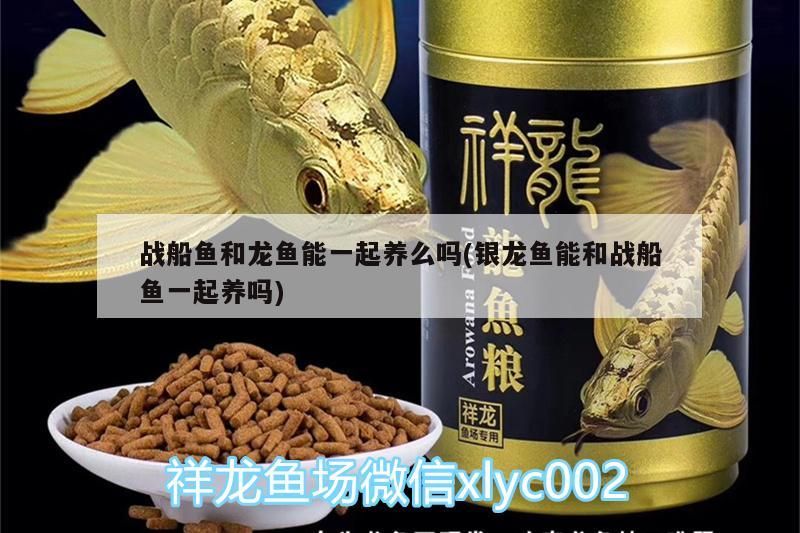 戰船魚和龍魚能一起養么嗎(銀龍魚能和戰船魚一起養嗎)
