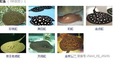 魟魚毒刺刺傷魚兒會(huì)死嗎：魟魚毒刺傷魚兒會(huì)死嗎