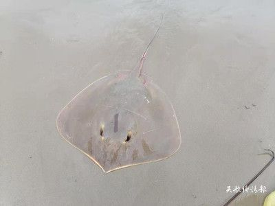 魟魚毒刺刺傷魚兒會死嗎：魟魚毒刺傷魚兒會死嗎