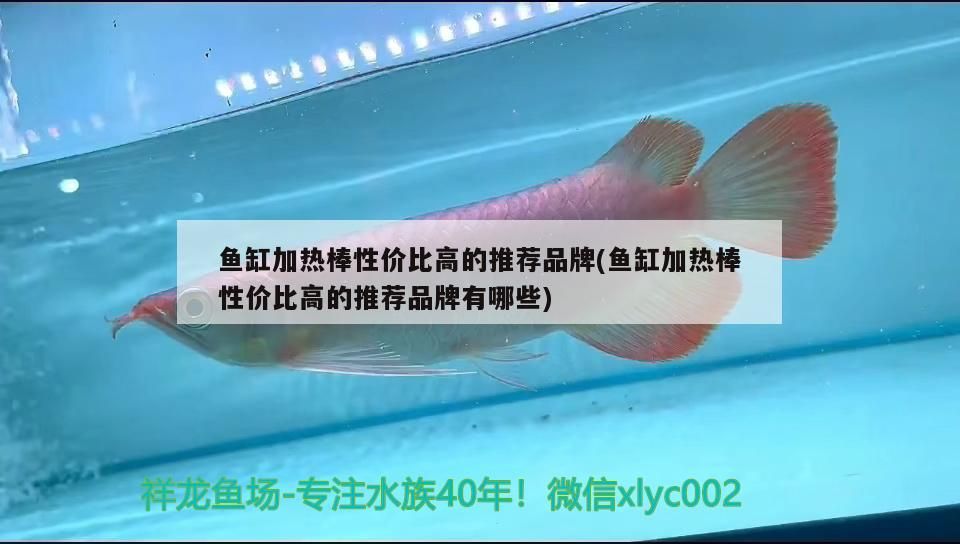 魚缸加熱棒性價比高的推薦品牌(魚缸加熱棒性價比高的推薦品牌有哪些)