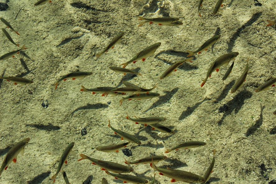 紅龍魚產(chǎn)地是哪個國家的品種，（大湖紅龍魚對比印尼紅龍有什么區(qū)別）
