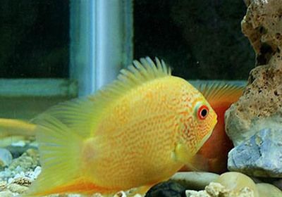龍魚分為