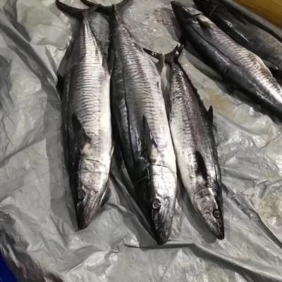 海南觀賞魚碼頭有哪些品種（關(guān)于海南觀賞魚碼頭的問題）
