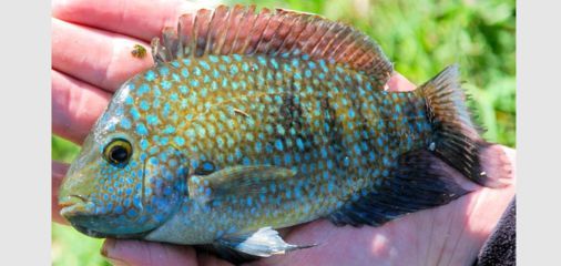 海南觀賞魚碼頭有哪些品種（關于海南觀賞魚碼頭的問題）