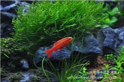 上海觀賞魚市場價格對比，上海觀賞魚市場價格因種類、大小、顏色等因素不同 上海觀賞魚市場價格對比，上海觀賞魚市場價格因種類、大小、顏色等因素不同 虎魚百科 第2張