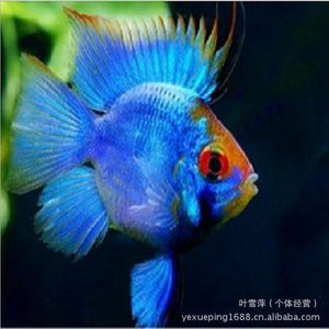 上海觀賞魚市場價格對比，上海觀賞魚市場價格因種類、大小、顏色等因素不同 上海觀賞魚市場價格對比，上海觀賞魚市場價格因種類、大小、顏色等因素不同 虎魚百科 第4張