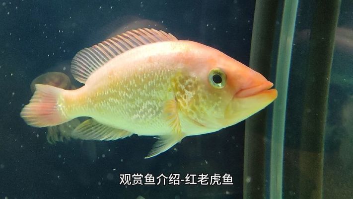 紅老虎魚，紅老虎魚的飼養技巧
