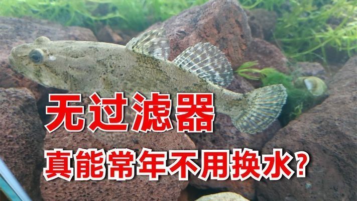 魚(yú)缸可以不換水一直加水嗎視頻，如何建立和維護(hù)魚(yú)缸水質(zhì)檢測(cè)方法