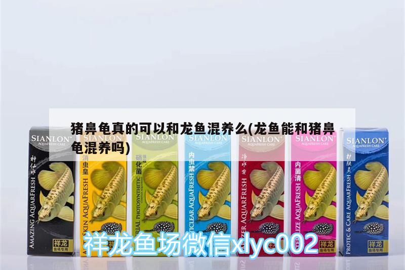 豬鼻龜真的可以和龍魚混養么(龍魚能和豬鼻龜混養嗎)