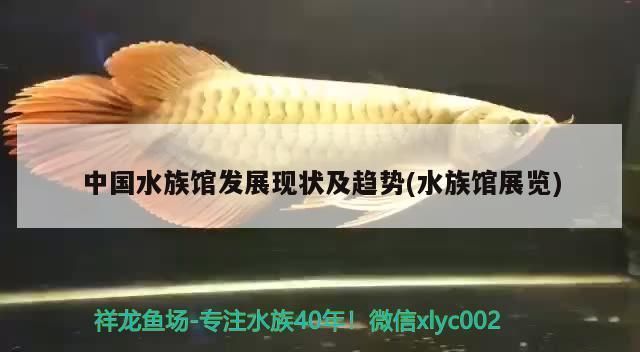水族館隧道的未來發展趨勢（水族館隧道未來發展趨勢）
