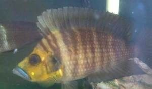 小虎魚眼睛白膜怎么治:小虎魚眼睛白膜怎么治小虎魚眼睛白膜怎么治 虎魚百科 第1張 小虎魚眼睛白膜怎么治:小虎魚眼睛白膜怎么治小虎魚眼睛白膜怎么治 小虎魚眼睛白膜怎么治:小虎魚眼睛白膜怎么治小虎魚眼睛白膜怎么治 虎魚百科 第1張