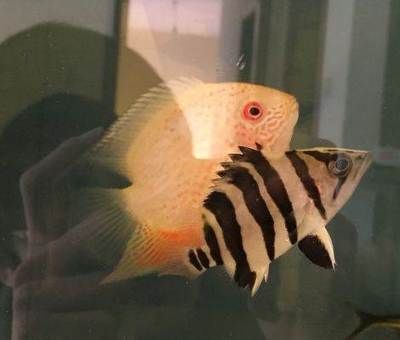 小虎魚眼睛白膜怎么治：小虎魚眼睛白膜怎么治小虎魚眼睛白膜怎么治 小虎魚眼睛白膜怎么治：小虎魚眼睛白膜怎么治小虎魚眼睛白膜怎么治 虎魚百科 第4張