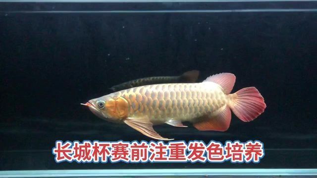 大湖紅龍證書：大湖紅龍證書是驗證紅龍魚合法來源及血統和血統的重要憑證