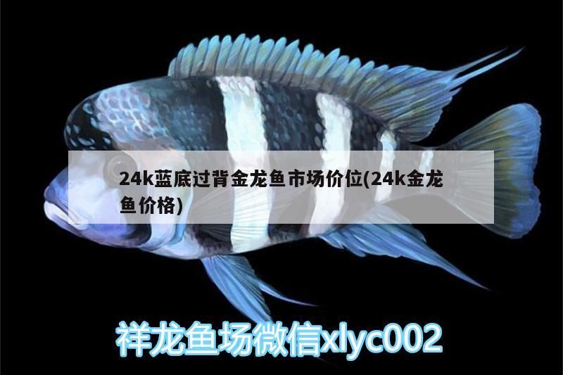 24k藍底過背金龍魚市場價位(24k金龍魚價格)